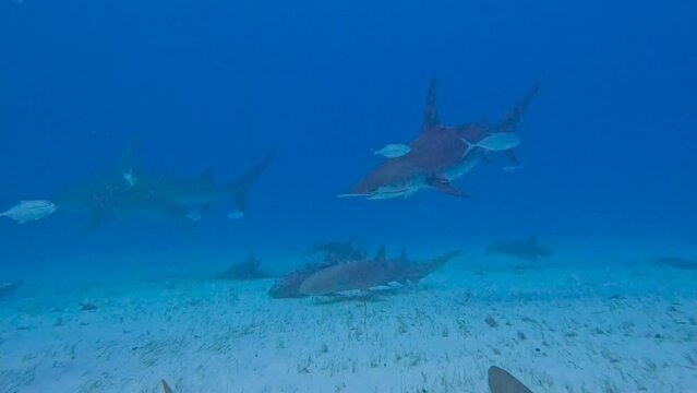 4k video of divers interacting with Great Hammerheads (Sphyrna mokarran) in Bimini, Bahamas
