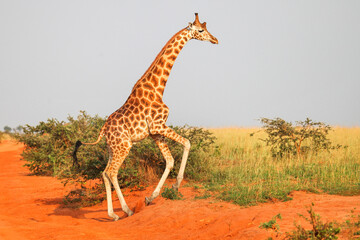 Rothschild's giraffe