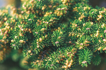 zielone tło z gałązek jodły naturalne © Henryk Niestrój