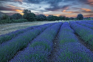 Campo di lavanda nei pressi di Tuscania, Italia
