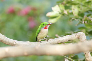 Broad-billed Tody-Barrancoli