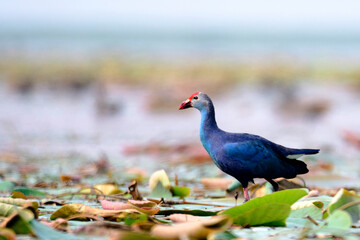 Purple swamphen