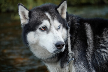 Naklejka na ściany i meble Husky dog ​​with multi-colored eyes close-up.