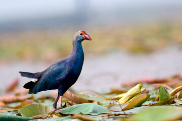 Purple swamphen
