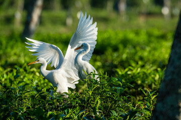 Intermediate egret 