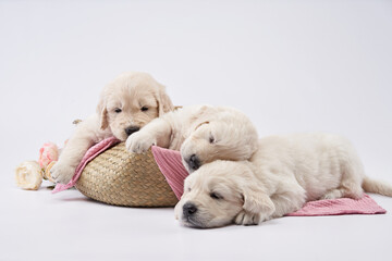 three golden retriever puppies on a white background. cute sleeping dog