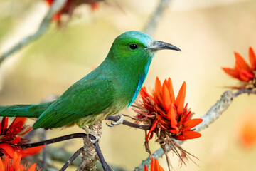 Blue bearded bee eater