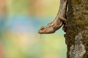 lizard on a tree