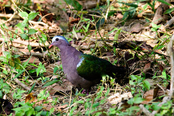 Grey-capped Emerald Dove