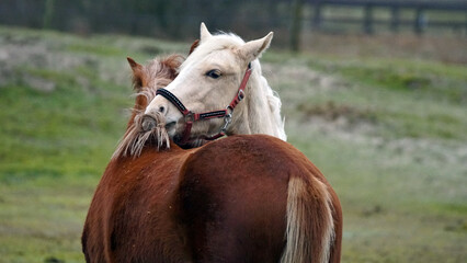 Nackenkraulen © Jürgen Hamann