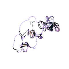 Color sketch of an orchid flower with transparent background