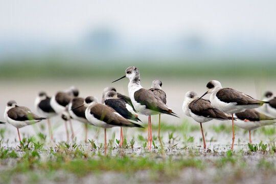 black winged stilt