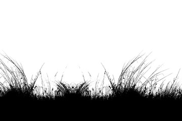 grass silhouette isolated on white