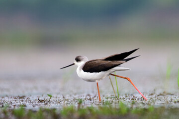 Black winged stilt