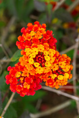 Orange-red inflorescences of the lantana flower in the garden