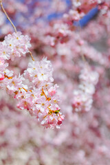 Blooming delicate pink cherry in the garden bloomed in spring against the background of godboy sky