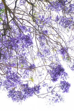 Jacaranda tree branches with large purple flowers