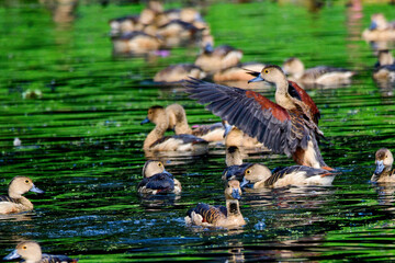 lesser whistling duck