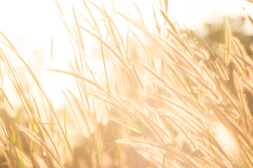 Meadow field at sunset. Beautiful natural scene and shining a sunlight. A golden of plant concept