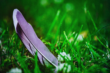 feather on grass