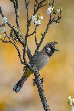 Himalayan bulbul perched upon a mossy perch of pear tree with white flowers growing near Sattal, Uttarakhand, india