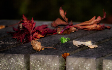 autumn leaves on the ground