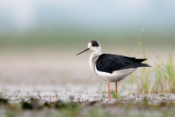 Black winged stilt