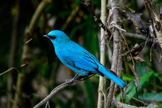 Verditer Flycatcher