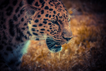 close up of leopard