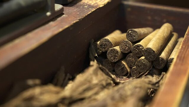 Close up fresh hand rolled premium cuban cigars and dried tobacco leaves in a wooden drawer. The best cigars in the world