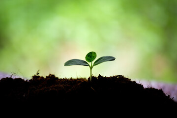 Earth day concept. Renewable energy for future. Sustainable resources. Plant management or environment symbol. Clean energy growing up.