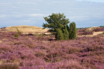 Kootwijkerzand