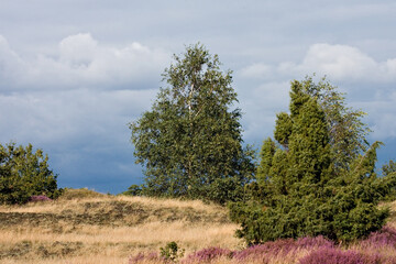 Obraz premium Kootwijkerzand