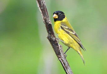 Antillean Siskin
Canario