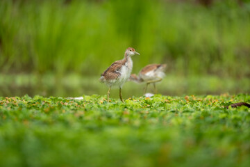 Pheasant tailed jacana chick