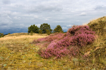 Fototapeta premium Kootwijkerzand