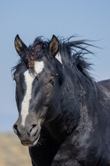 Fototapeta premium Beautiful Wild Horse in Autumn in the Wyoming Desert