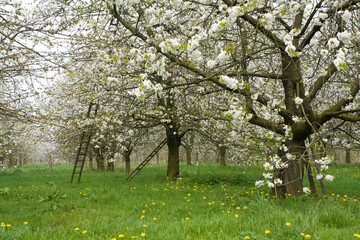 Fruitbomen; Orchards