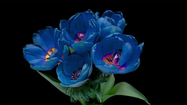 Amazing bouquet of blue tulip flowers blooming, black background. close-up. 4K UHD video