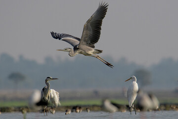Gray heron