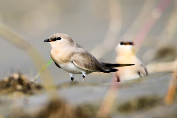 small pratincole