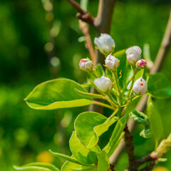 Pear flowers and green foliage.