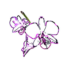 Color sketch of an orchid flower with transparent background