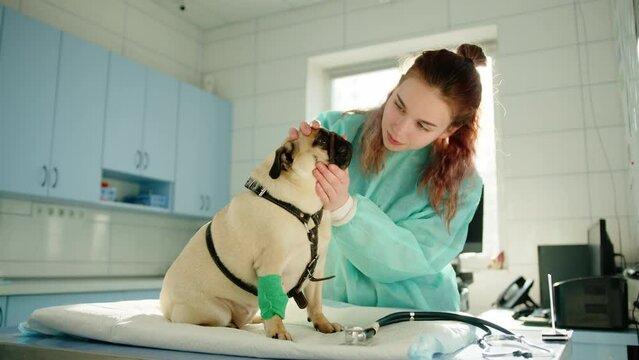  The veterinarian pets the pug before checking its eyes. The doctor uses the stethoscope to listen to pugs heart and lungs. High quality 4k footage