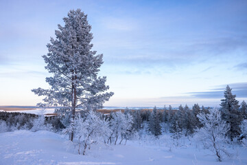 Winter landscape with snowcovered needle trees and view over Lake Inari, Lapland, Finland
