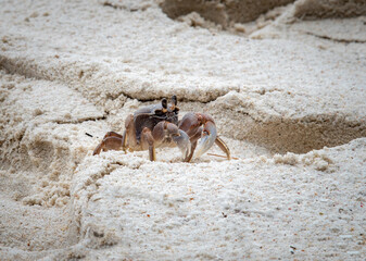 Ghost crab on the sand in Anse Lazio.