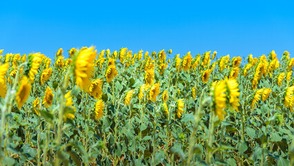 Beautiful sunflower field in the countryside over blue sky
