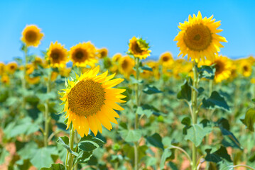 Obraz premium Beautiful sunflower field in the countryside over blue sky