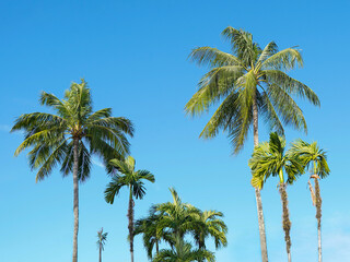 Obraz premium Very tall palm trees with green leaves against a blue sky for postcards, posters, tourism