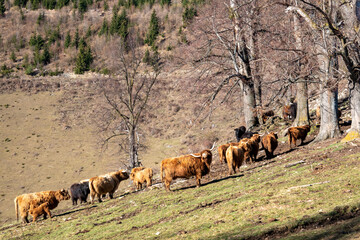 HIGHLAND CATTLES . SCHOTTISCHE HOCHLANDRINDER